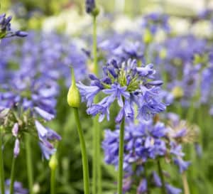 蓝宝石Agapanthus，多朵亮蓝色花