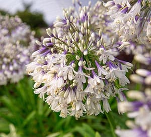 永不黄昏的Agapanthus，白色和紫色的大双色花