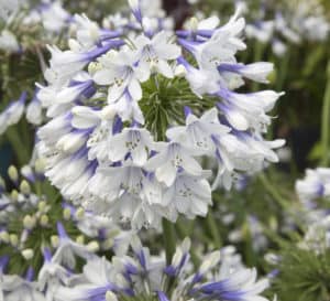 靛蓝霜Agapanthus，巨大的双色花，从喉部的蓝色到花瓣边缘的白色，周围是绿色的，带状的叶子