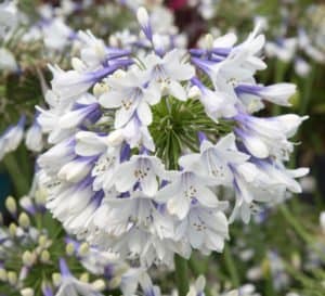 靛蓝霜Agapanthus，巨大的双色花，从喉部的蓝色到花瓣边缘的白色，周围是绿色的，带状的叶子
