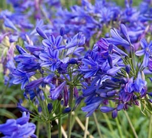 Little Blue Fountain Agapanthus, violet blue flowers on green stems