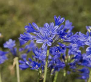 小蓝泉阿加潘蒂斯，青茎上紫蓝色花朵