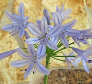 单瓣薰衣草花，Neverland Agapanthus
