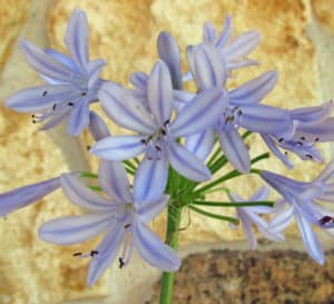 单瓣薰衣草花，Neverland Agapanthus