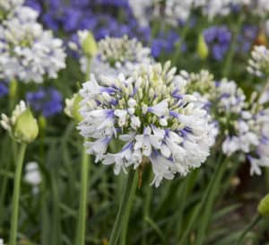 Queen Mum Agapanthus, white flowers with lavender bases