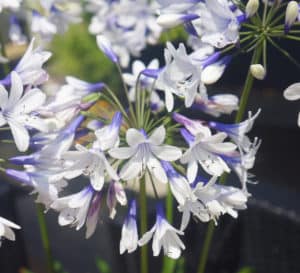 Agapanthus Twister，双色喇叭形花，纯白色和深蓝色