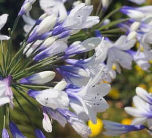 Agapanthus Twister，双色喇叭形花，纯白色和深蓝色