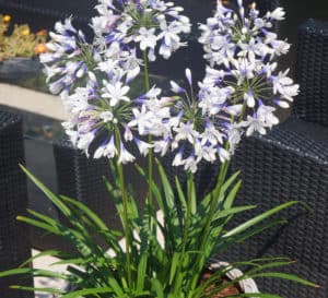 双色喇叭形花，纯白色和深蓝色，篮织播种机