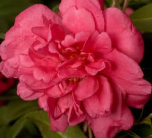 阿拉巴马州美丽山茶花正式双粉红色开花特写