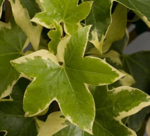 安琪星，巨大的绿色常春藤叶子