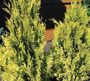 永远的金色Arborvitae，在花园与护根爱游戏在线登入