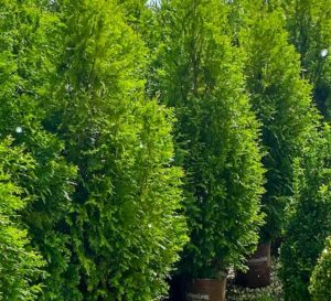 生长缓慢，更紧凑的“绿巨人”形式选择抗病性。优秀的树篱和筛选
