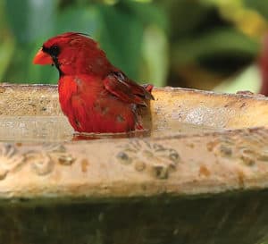 红鸟坐在鸟浴里