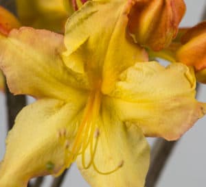 杜鹃花，明亮的黄色花瓣带着橙色