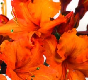杜鹃花，明亮的橙色花瓣