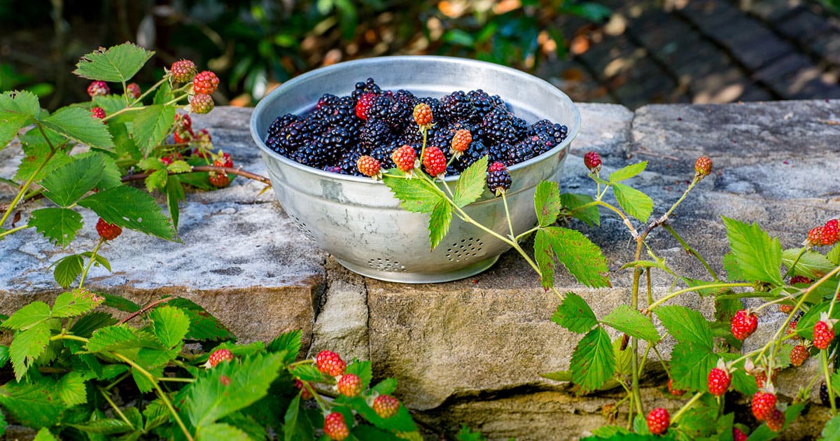 镀锌的滤锅里装满了南方活的黑莓，放在石墙上爱游戏体育官网注册