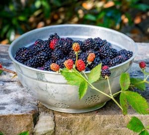 镀锌滤锅装满了南方生活的黑莓坐在石墙上爱游戏体育官网注册