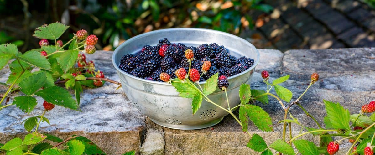 镀锌滤锅装满了南方生活的黑莓坐在石墙上爱游戏体育官网注册