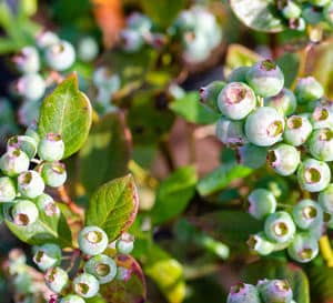 贝瑞布什提供全年兴趣即使不是充满浆果。其紧凑的茂密的叶子在秋天变成深红色。芳香的花朵在春天早早紧随其后的是大量美味的蓝莓。