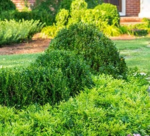 Entryway garden bed features Lemon-Lime Nandina, Boxwood and pink annuals around a slate walking path