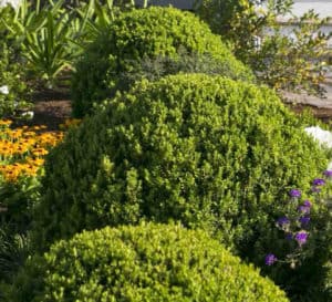 入口的花园床特色柠爱游戏在线登入檬-柠檬南迪纳，黄杨木和粉红色的一年生植物围绕石板步行道
