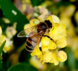蜜蜂温柔地抚摸着桃花黄色的花朵