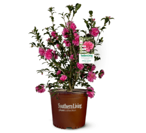 阿拉巴马美丽山茶花，明亮的粉红色山茶花与深绿色的叶子在南方生活植物收藏棕色花盆爱游戏体育官网注册