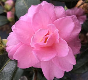这朵新的山茶花真是梦幻!它开大量的粉红玫瑰花，有时每个枝尖能开12朵花。凭借直立、密集的习惯，《Fall Fantasy》是一款理想的屏幕