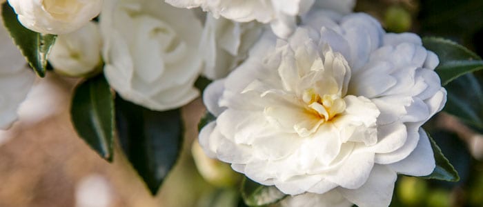 娇小的非正式的白色新娘10月神奇的山茶花