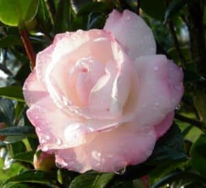 精美的玫瑰形式腮红彩色山茶花的黎明十月魔法