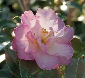 软粉红色非正式山茶花与黄色中心和粉红色边缘花瓣;灵感十月魔法茶花