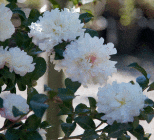 盛开的山茶花灌木，开有褶皱的白色正式花