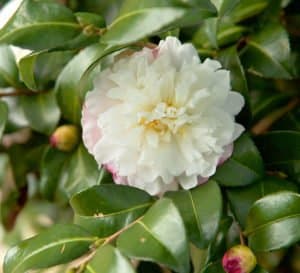 十月魔力山茶花雪，白色花朵，浅粉色镶边