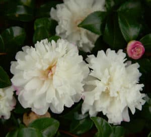 十月魔力山茶花雪，白色花朵，浅粉色镶边