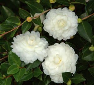 一簇3朵白色石石茶花的花蕾映衬着灌木的深绿色叶子