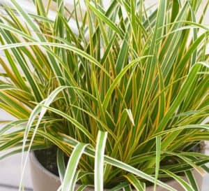 EverColor Carex Everglow