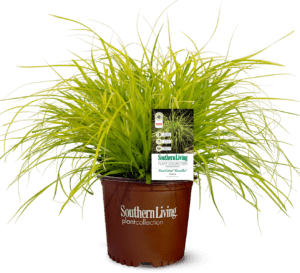 Evercolor Everillo Carex在南方生爱游戏体育官网注册活植物收藏棕色锅
