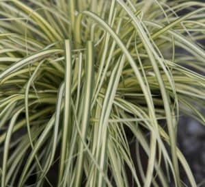 EverColor Everoro Carex