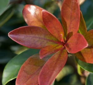 “青铜美人”的新芽呈红色，靠近茎部呈淡绿色