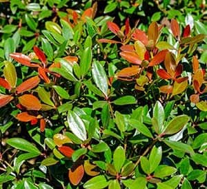 克莱耶拉·蒙塔古(Cleyera Montague)有了新的生长，呈现出青铜红色，在绿叶的映衬下非常美丽