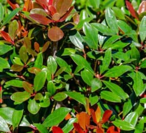 克莱拉蒙塔古的新植物呈现出古铜色的红色，在绿叶的映衬下非常美丽