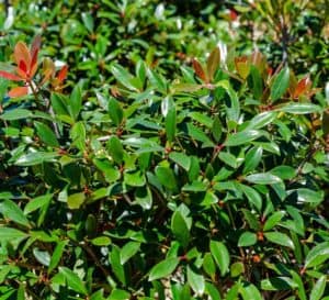 克莱拉蒙塔古的新植物呈现出古铜色的红色，在绿叶的映衬下非常美丽