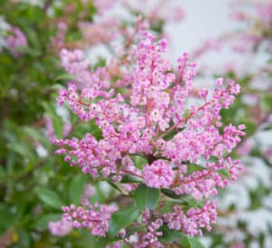 野生粉红色克利夫顿树常绿乔木，有桃金娘一样的叶子和芬芳的花朵
