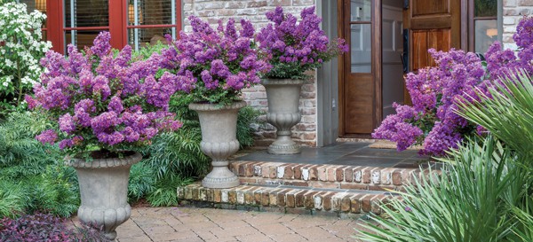 在阳光明媚的露台或门廊上尝试Early Bird™紫色紫薇。