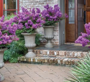 紫色紫薇在三个容器里，围成一个砖砌楼梯入口