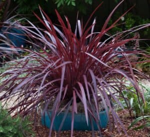 在庭院景观的蓝色花盆中设计一条线Cordyline