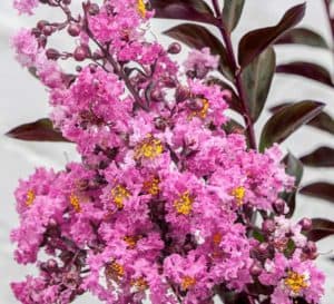 Crapemyrtle对冲由三角洲紫红色的粉红色薰衣草开花和黑巧克力folaige