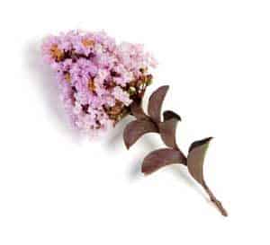 特写照片的褶裥黑纱花的三角洲微风紫薇