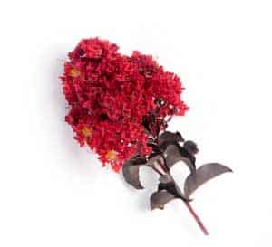 德尔塔火焰有着暗红色的花朵，与它独特的暗紫红色弯曲的叶子形成鲜明的对比