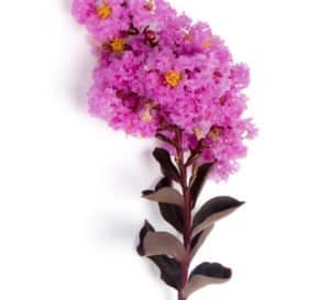 Crapemyrtle对冲由三角洲紫红色的粉红色薰衣草开花和黑巧克力folaige